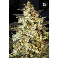 Auto CARAMEL KING - Bulk Seeds Bank - 5